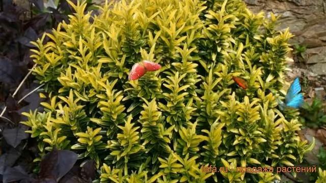 Бересклет японский Микрофиллус Ауреовариегатус ? обзор: как сажать, саженцы бересклета