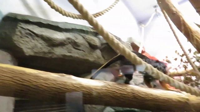 Золотистоголовые львиные тамарины и малыши 04.01.2020 смотреть онлайн