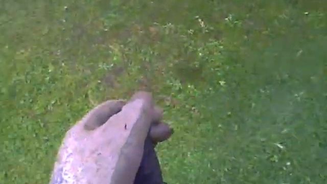 Stihl FS450 strimmer brushcutter used as mower cutting backwards смотреть онлайн