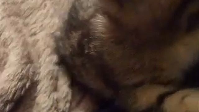 kittens react to camera смотреть онлайн