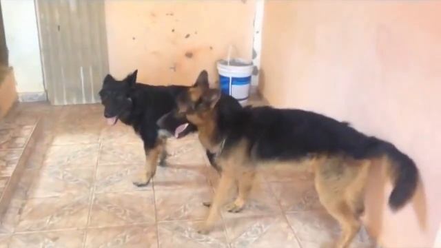 Top 10 Dog Mating - Funny Animals Compilation смотреть онлайн