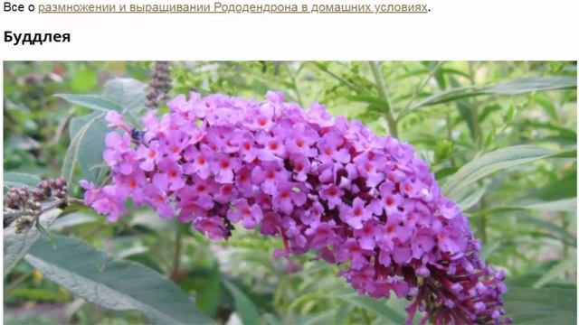 Цветы похожие на гортензию описание и фото обильноцветущих кустарников смотреть онлайн