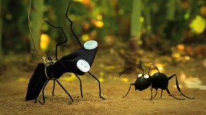 Minuscule - An Acorn Season