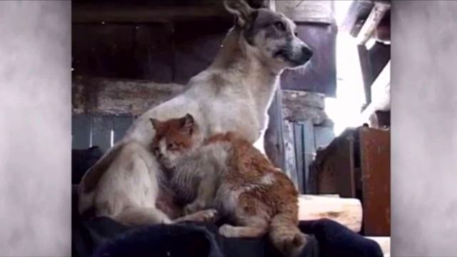 Собака с кошкой три года выживали в заброшенном коровнике, из реакция на спасение, просто невероятн