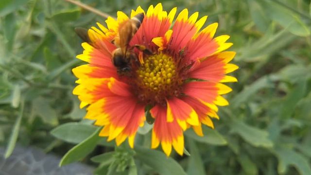 Bee collecting pollen Пчела собирает пыльцу смотреть онлайн