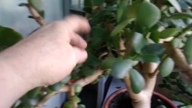 Денежное дерево ( толстянка) - правильный уход в домашних условиях, размножение черенками.(1часть) смотреть онлайн