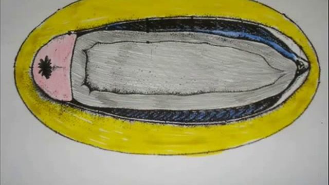 Какие бывают Моллюски смотреть онлайн