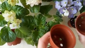 Горшок для фиалки,какой нужен ,в какой горшок сажать фиалку?