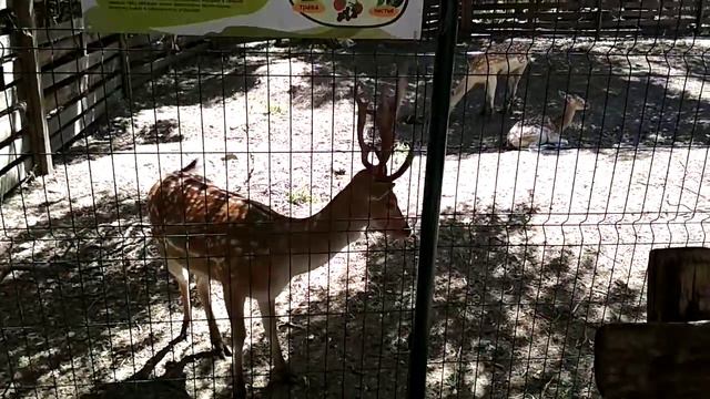 Сафари парк Краснодар Солнечный остров смотреть онлайн