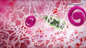 Longidaza, Gynecology  Механизм действия препарата/визуализация