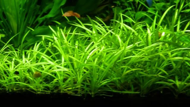 Dwarf Sagittaria (Sagittaria subulata) Carpet смотреть онлайн