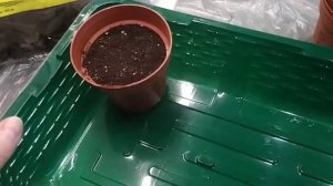 Многолетники - сапонария и аубреция. Семена на рассаду.(20.02.21 г.)