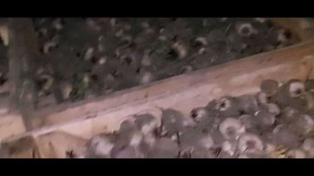 Хранение свеклы в большом объёме. Storing beets in large quantities. смотреть онлайн