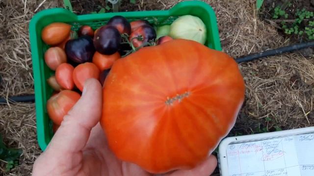 ТОМАТЫ в теплице в ОКТЯБРЕ. ТопСад