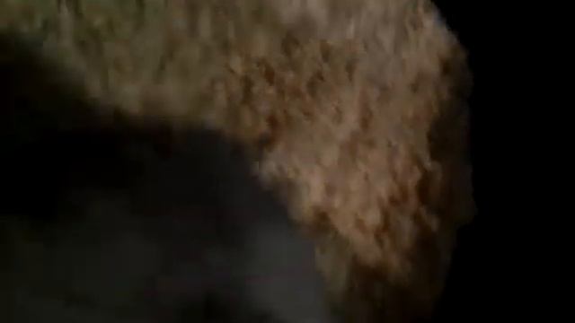 После уборки у морской свинки чисто и она довольна! смотреть онлайн