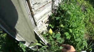 Уникальные ульи на монастырской пасеке