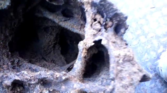 При раскопки глины найден Рог бизона. смотреть онлайн