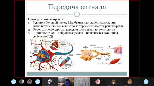 Центральная нервная система смотреть онлайн
