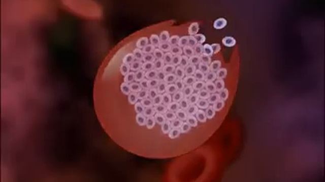 ▶ Malaria Life Cycle of Plasmodium HD Animation YouTube 240p смотреть онлайн