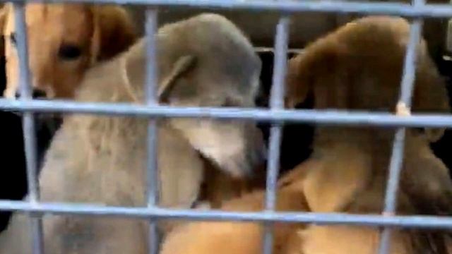 Люди увидели в лесу странную коробку. Открыв ее, они обомлели! смотреть онлайн