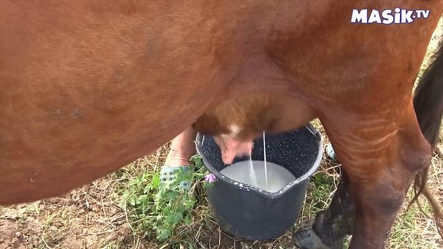 Дойка коровы смотреть онлайн