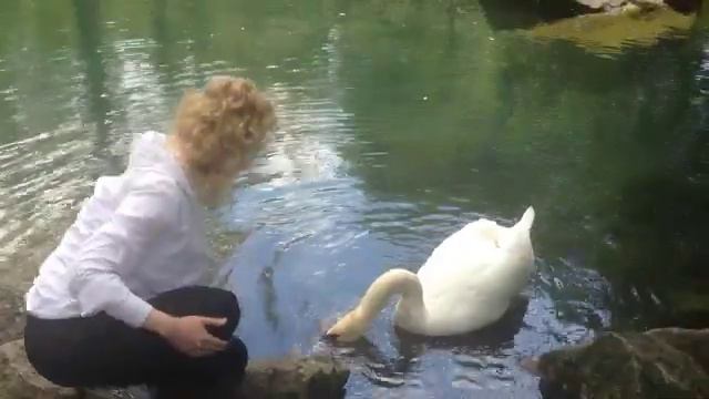 Как за мной ухаживал лебедь. СЧАСТЬЕ за 32 секунды смотреть онлайн