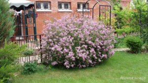 Ремонтантная сирень Мейера - сорта, гибриды и особенности выращивания