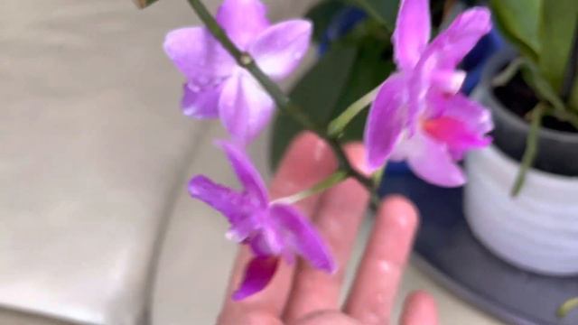 Фаленопсис Пинк Фламинго ? Phalaenopsis Pink Flamingo ? смотреть онлайн