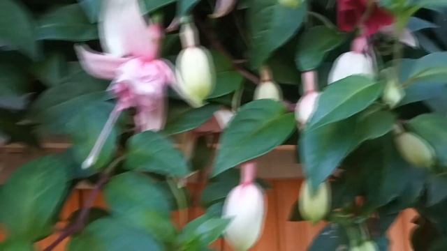 Фуксии в саду смотреть онлайн