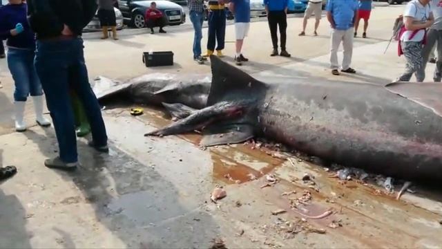 ENORME TIBURÓN DE CASI 8 METROS CAPTURADO EN CALPE, ALICANTE, CETORHINUS MAXIMUS смотреть онлайн