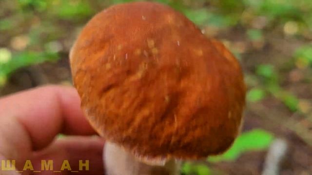 ГРИБЫ 31.07.22 ГОДА. ЗОНТИКИ ПЁСТРЫЕ, КРАСАВЦЫ БЕЛЫЕ!! смотреть онлайн