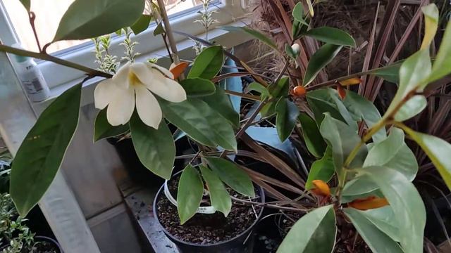 Магнолія Фейрі Крем Блаш / Magnolia Fairy Cream Blush смотреть онлайн