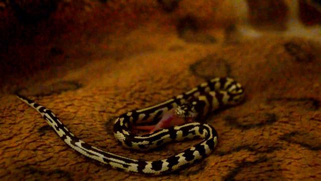 Королевская калифорнийская змея ест смотреть онлайн