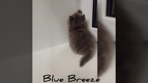 Blue Breeze