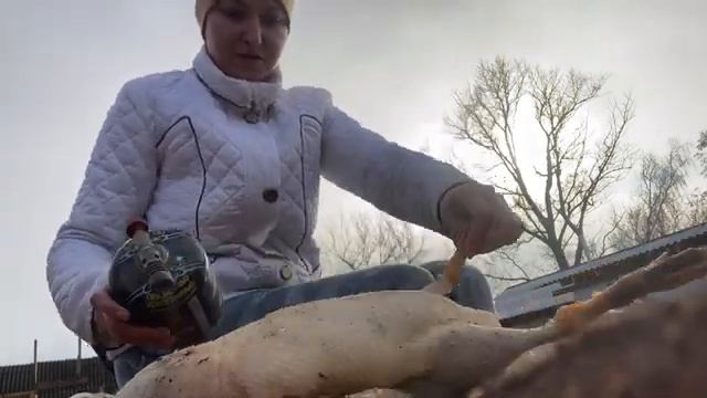 Как ощипать утку. Забой и разделывание уток. ИЗ ГОРОДА В ДЕРЕВНЮ ?