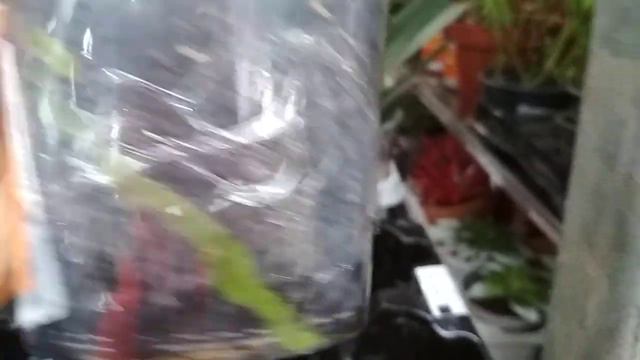 Орхидеи и🌿🌸уценка🌸🍀 в ОБИ тц Фантастика (28.01.2021) смотреть онлайн