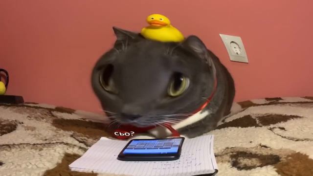 Kotiynet RYTP без мата