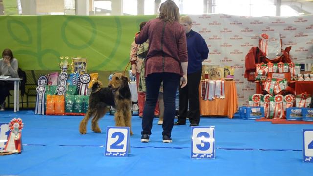 юниор кобель