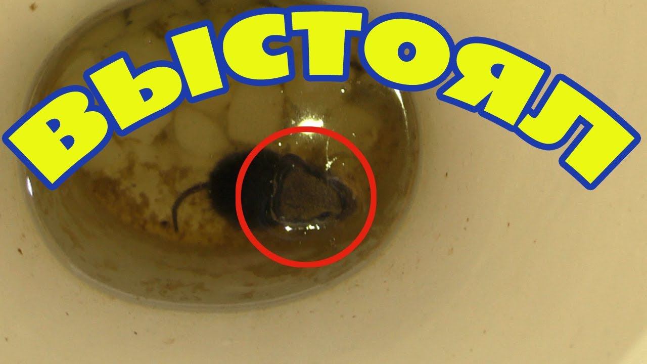 Унитаз на даче после зимы смотреть онлайн