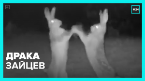 Драка зайцев — Москва 24