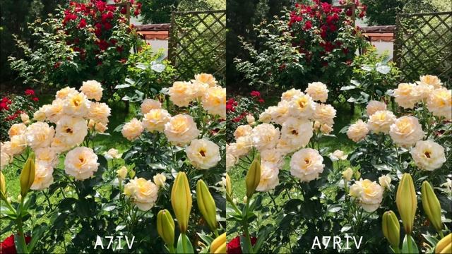Sony A7IV VS Sony A7RIV | Camera Test Comparison