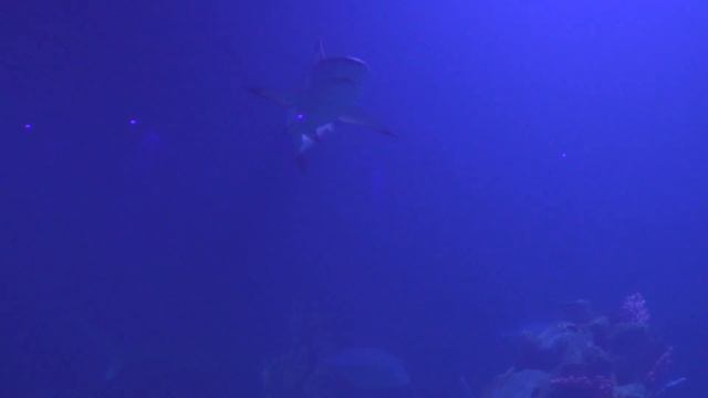 Отдых в Египте. Гранд Аквариум в Хургаде - Будет кормление акул?! Hurghada Grand Aquarium Egypt смотреть онлайн
