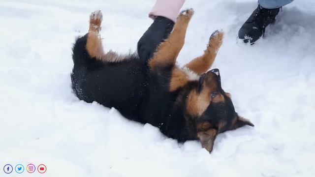 Снег! Прекрасная мелодия, доводящая до слез! Зимняя соната! Музыка лечит сердце смотреть онлайн
