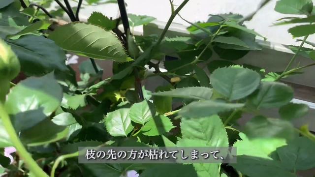 #8 ４月のおわりに/私のローズダイアリー/ かわいいつぼみがふくらみ始めました/My  Rose Diary /I Got A Cute Bud/