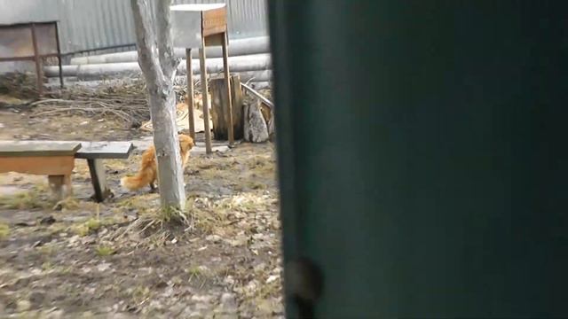 рыжий кошак и пес смотреть онлайн