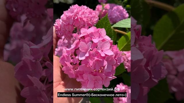 Хиты гортензий 2022 года и эксклюзивы, Краса Лесково, Самарская Лидия, Пинк Анабель 2 более 150 сор смотреть онлайн