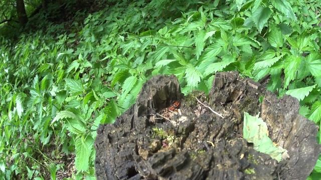 Летняя Рыбалка на БЛЕСНУ (Mepps) и ПОПЛАВОК / Полный провал!? смотреть онлайн