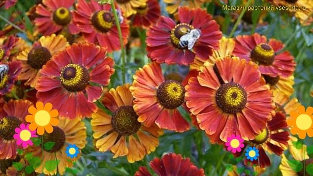 Гелениум осенний Данкл Прачт. Краткий обзор, описание характеристик helenium autumnale Dunkle Prach смотреть онлайн