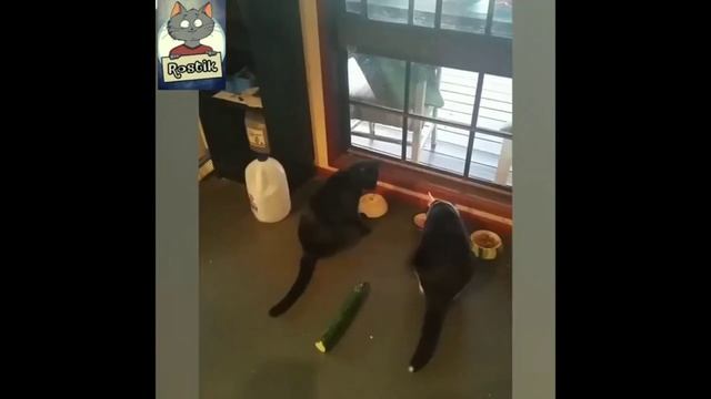 Приколы с котами.???jokes, Humor With Cats.