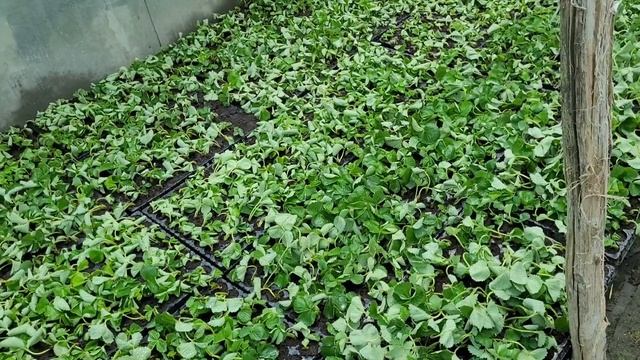 Как правильно заложить и вырастить кассетную рассаду клубники! смотреть онлайн